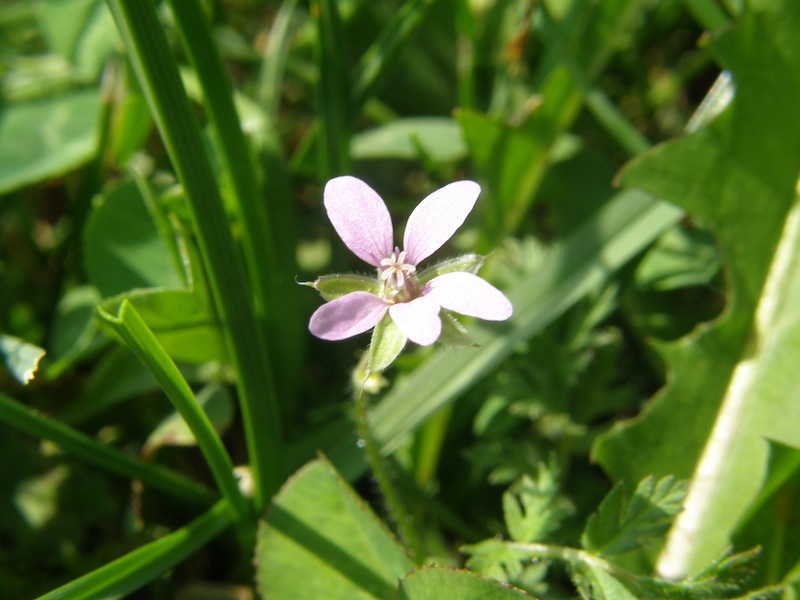 Storksbill