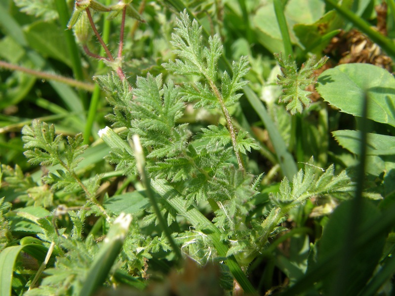 Storksbill