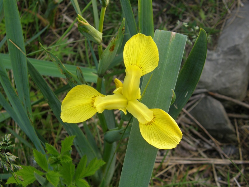 Yellow Flag