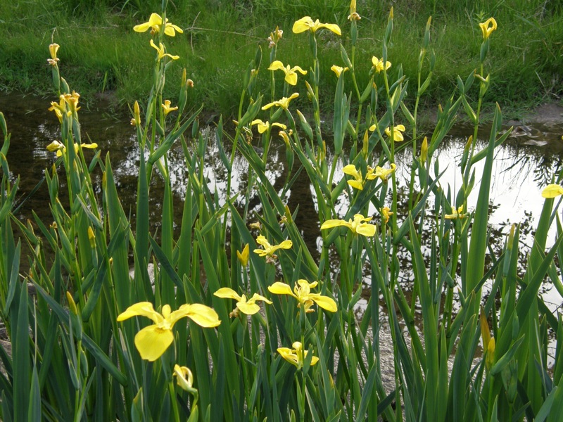 Yellow Flag