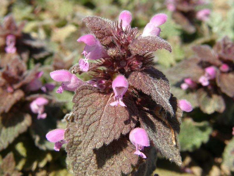 Red Deadnettle