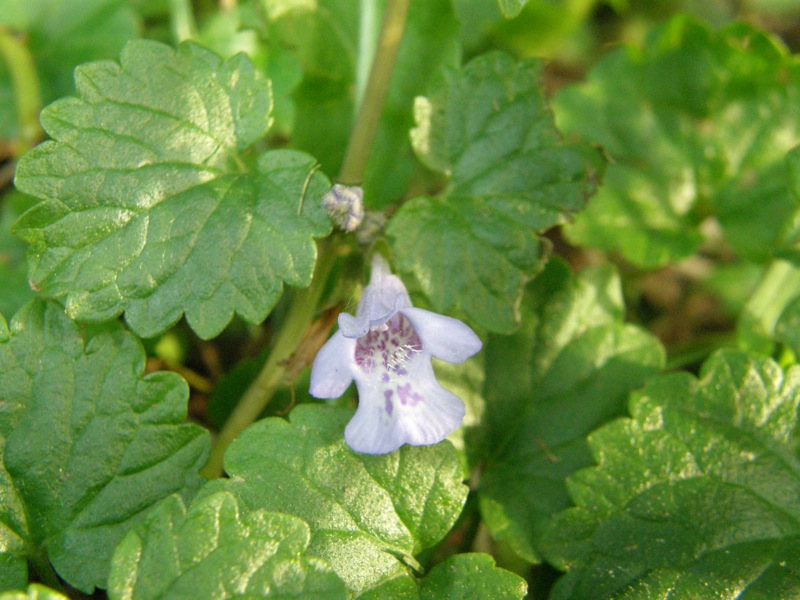 Ground Ivy