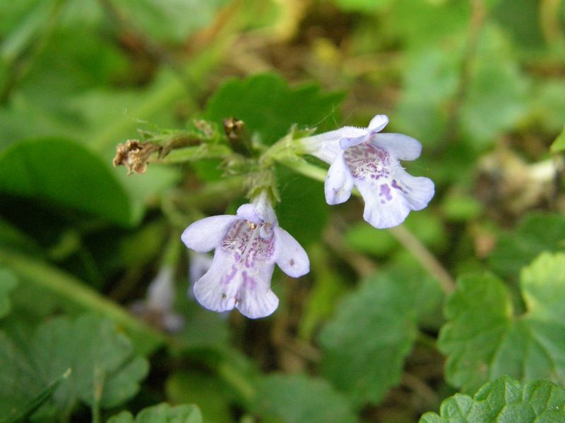 Ground Ivy