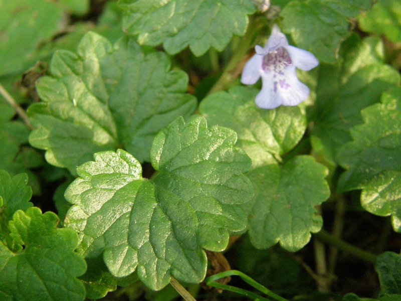 Ground Ivy
