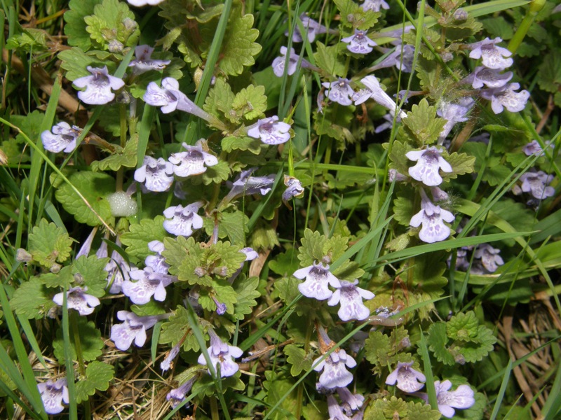 Ground Ivy