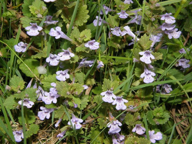 Ground Ivy
