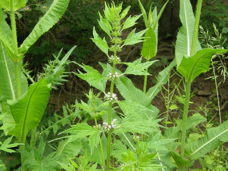 Common Motherwort