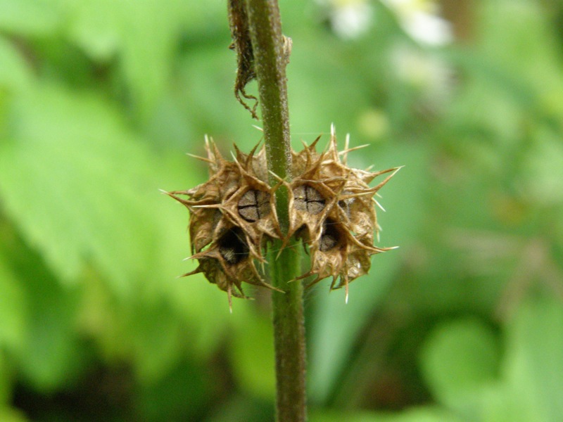 Common Motherwort