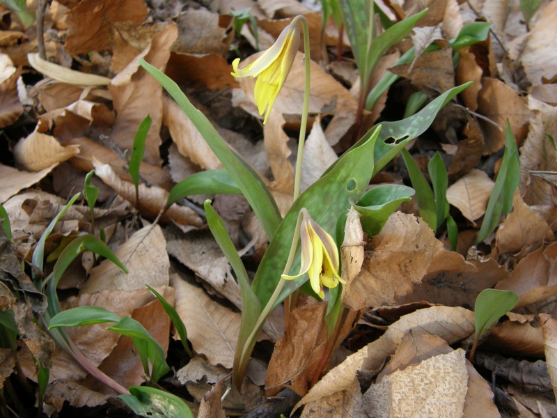 Trout Lily