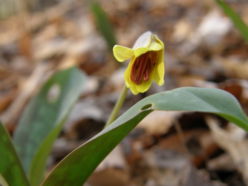 Trout Lily