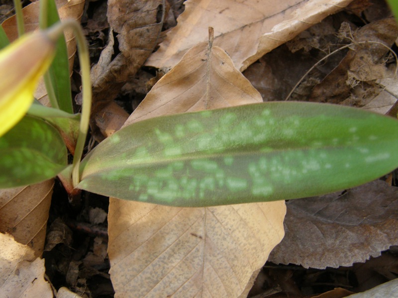 Trout Lily