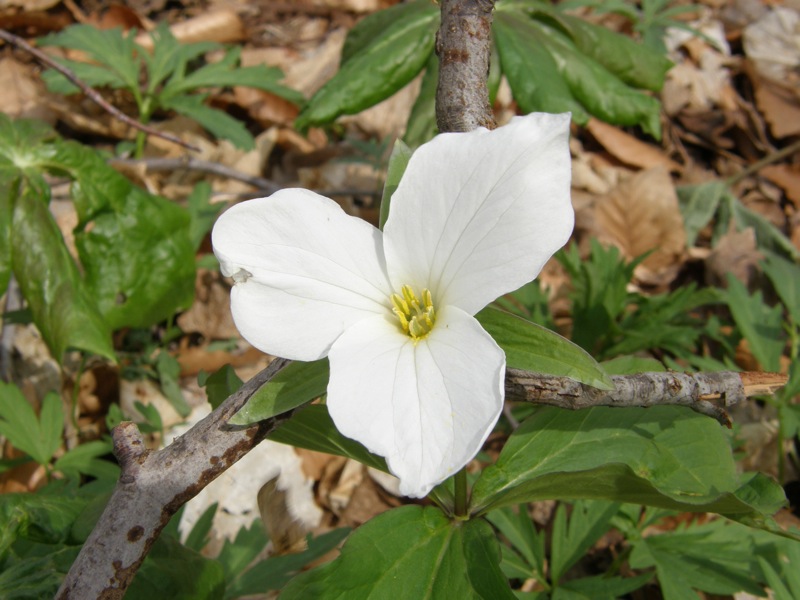 White Trillium