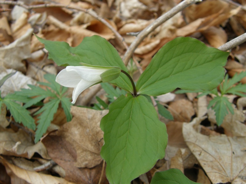 White Trillium