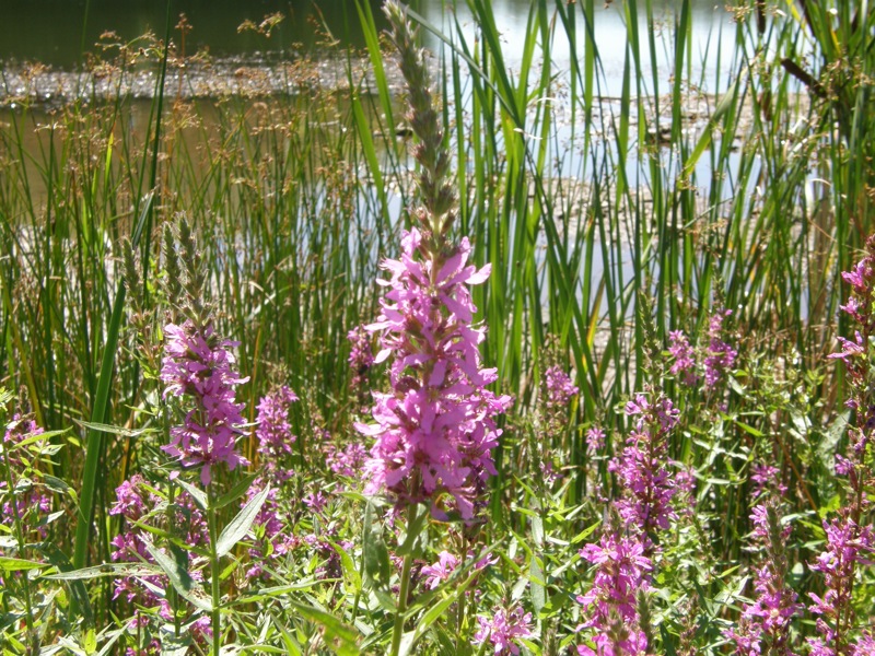 Purple Loosestrife