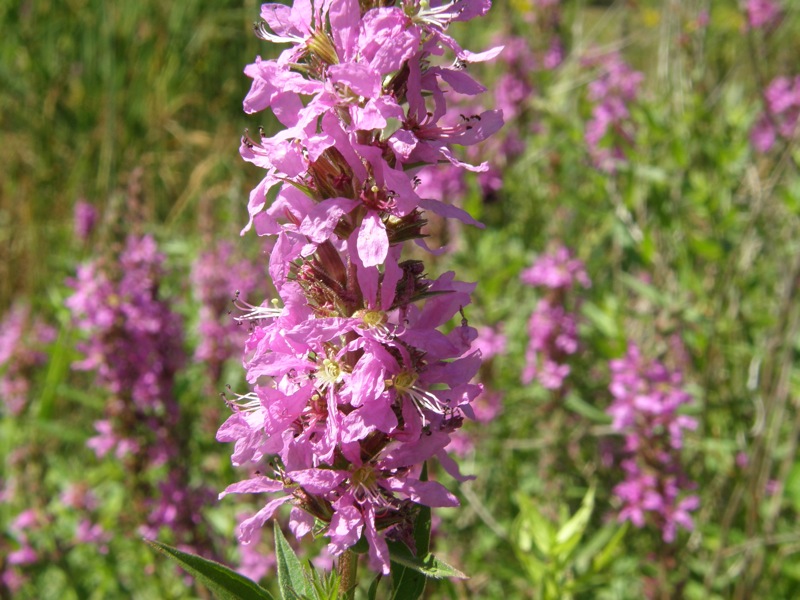 Purple Loosestrife