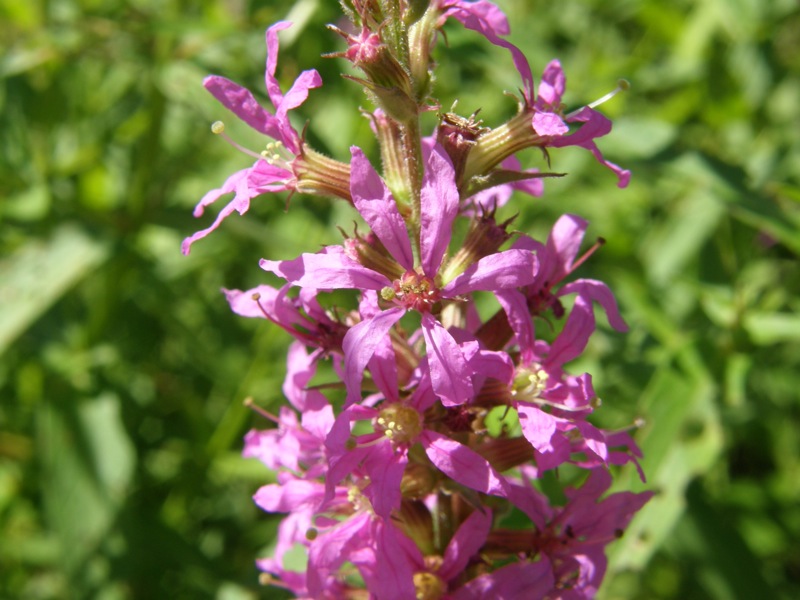 Purple Loosestrife