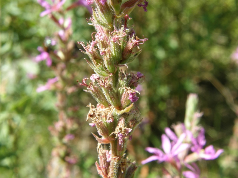 Purple Loosestrife