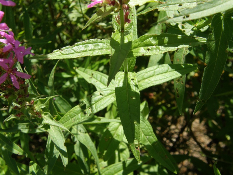 Purple Loosestrife