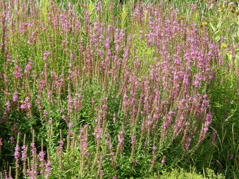 Purple Loosestrife