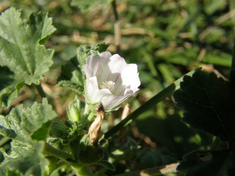 Common Mallow