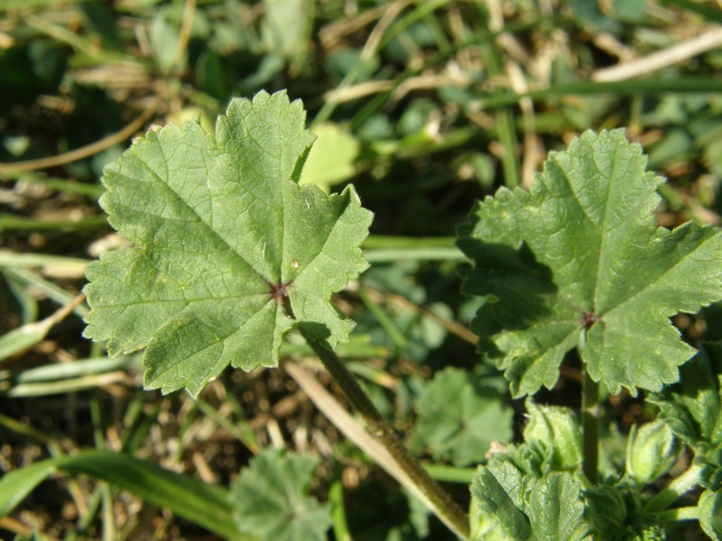 Common Mallow