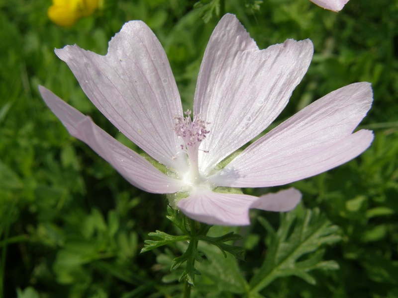 Musk Mallow