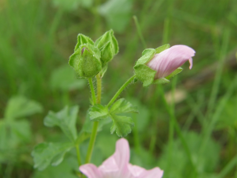 Musk Mallow