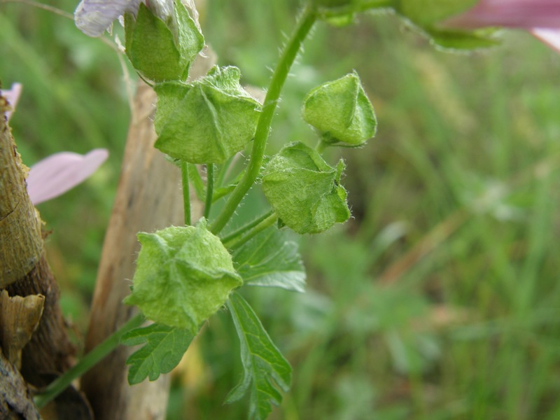 Musk Mallow