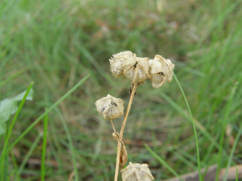 Musk Mallow