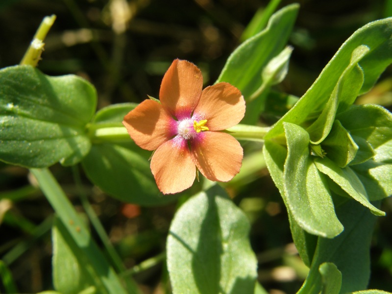 Scarlet Pimpernel