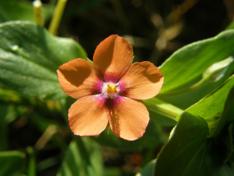 Scarlet Pimpernel