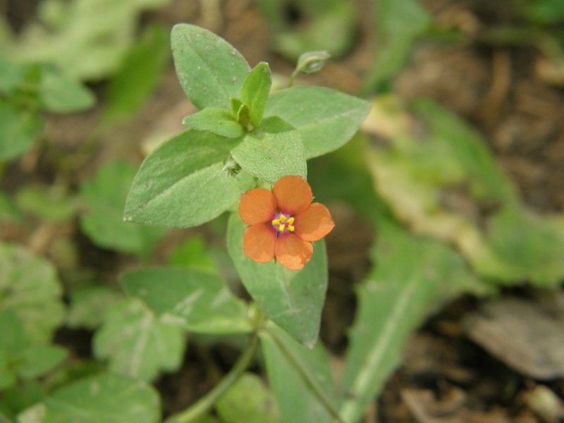 Scarlet Pimpernel