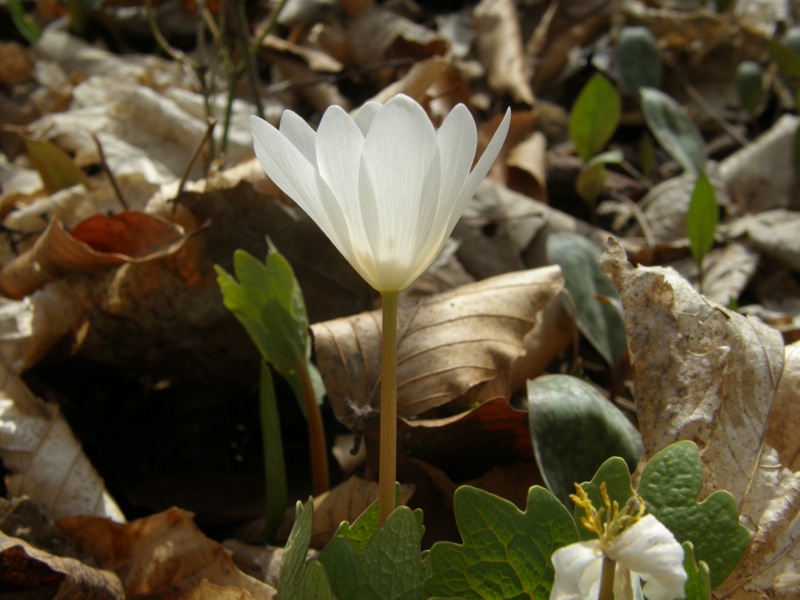 Bloodroot