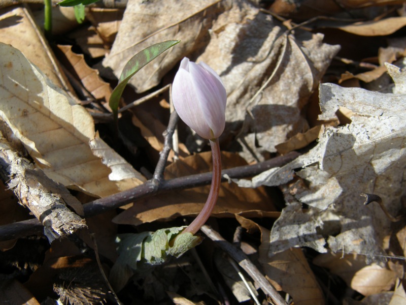 Bloodroot