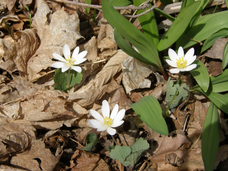 Bloodroot