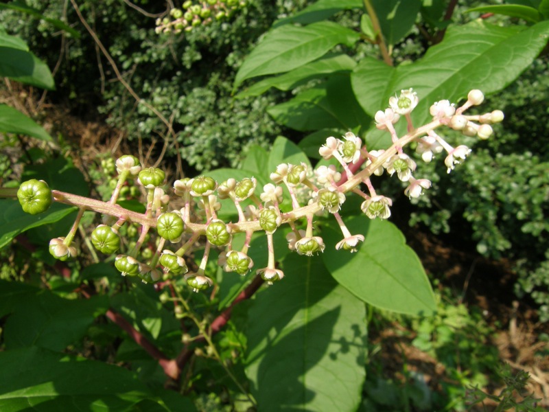 Pokeweed