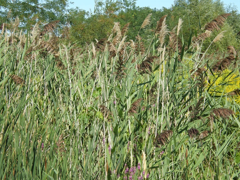 Common Reed