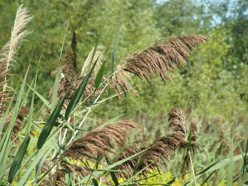 Common Reed