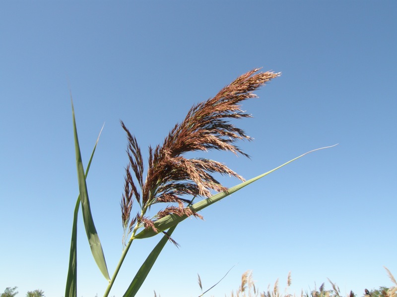 Common Reed