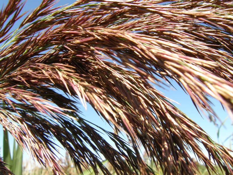 Common Reed