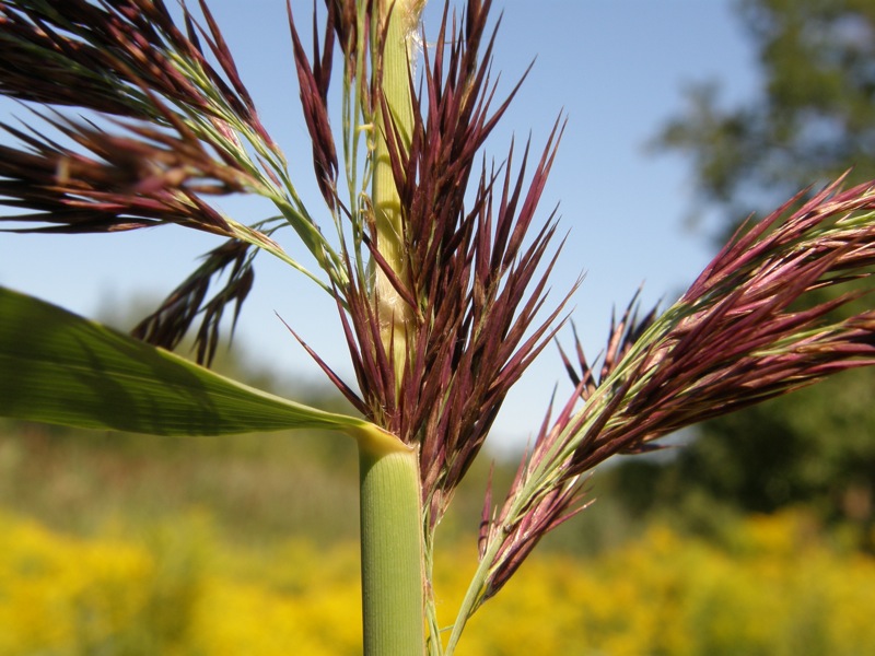 Common Reed