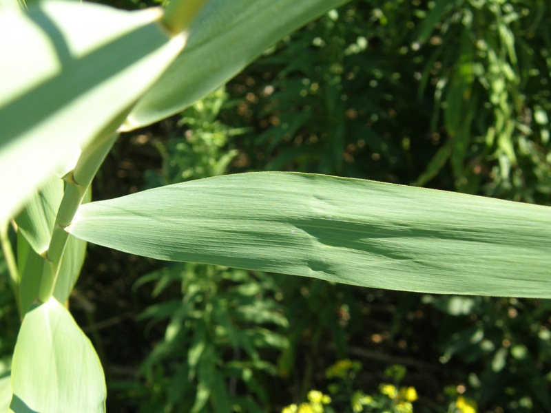 Common Reed