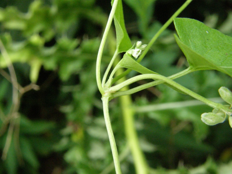 Black Bindweed