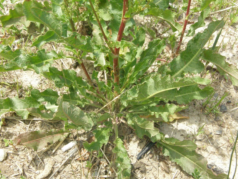 Curly Dock