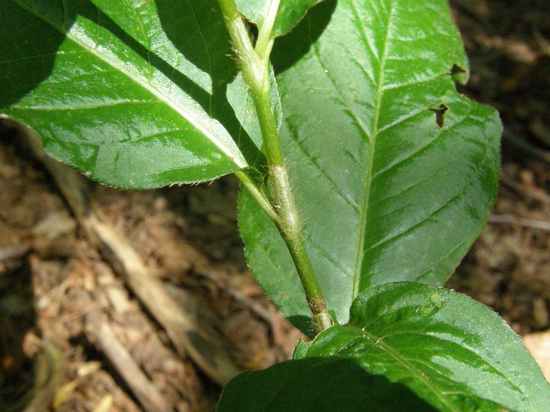 Virginia Knotweed