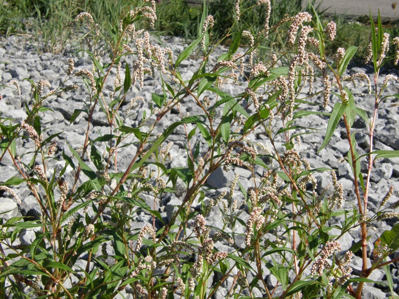 Pale Smartweed