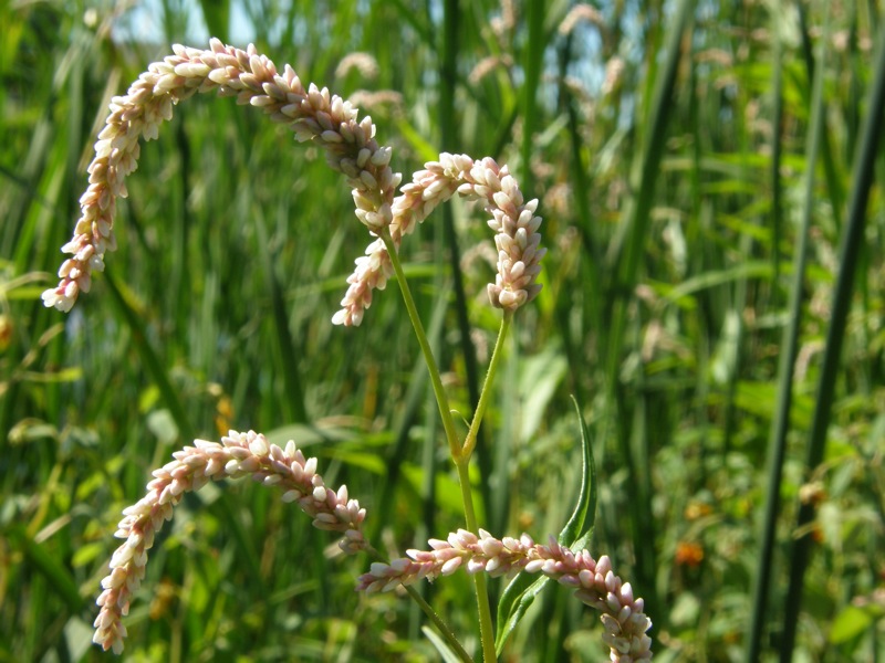 Pale Smartweed