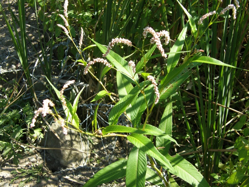 Pale Smartweed