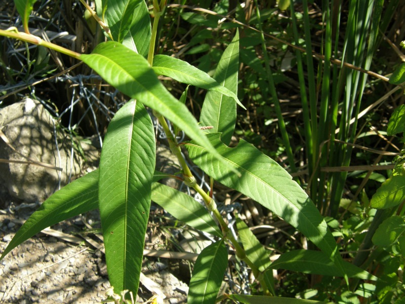 Pale Smartweed