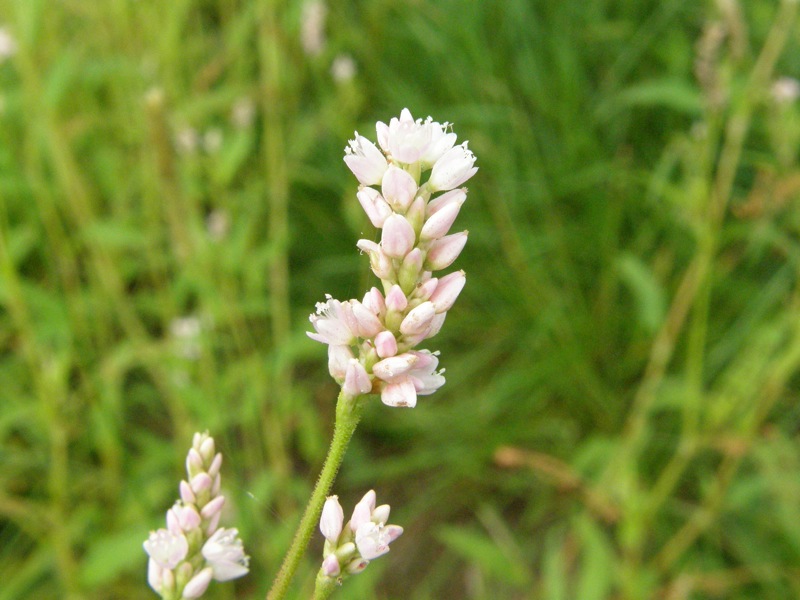 Pennsylvania Smartweed